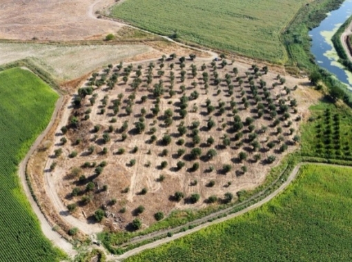 FOÇA BAĞARASINDA SATILIK 13 DÖNÜM ZEYTİNLİK